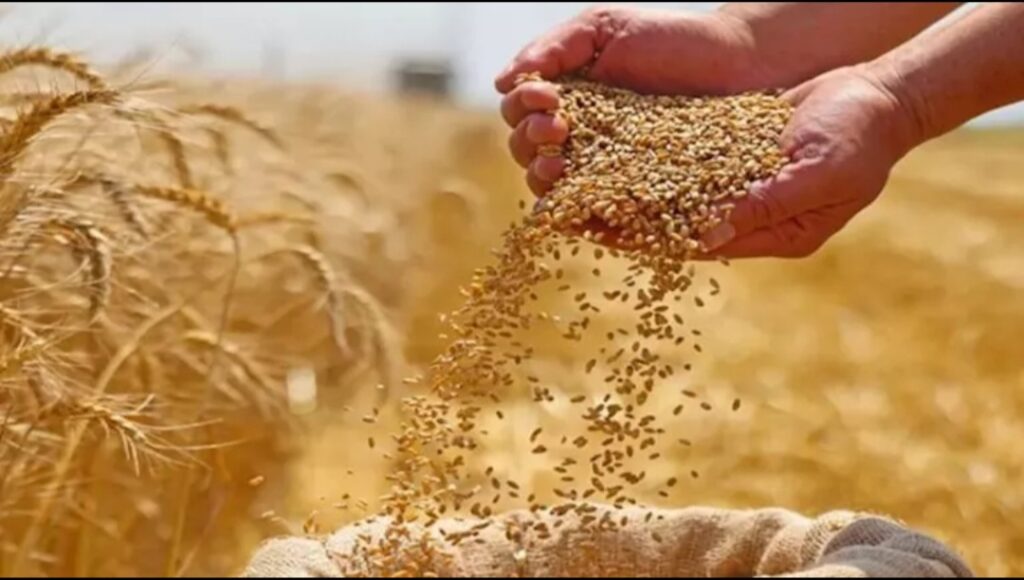 خطة للتوسع في زراعة القمح إلى 4 ملايين فدان.. الزراعة تعزز الإنتاج المحلي وترفع مستهدفات الأمن الغذائي